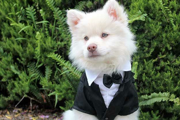 Hund zur Hochzeit